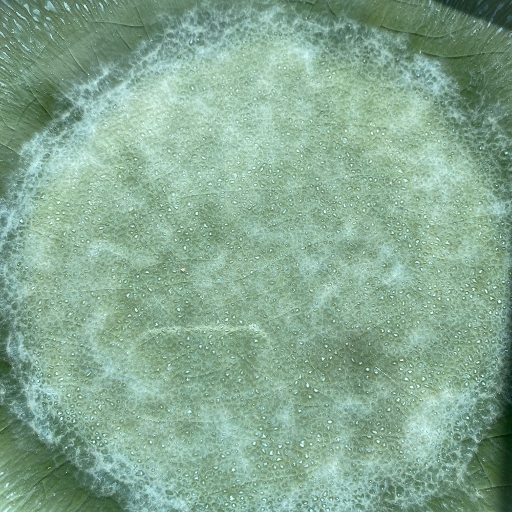 West Elm Reactive Glaze Stoneware Salad Plates - Picture 15 of 16